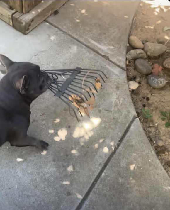 Dad, you are doing it all wrong ! Let me show you how its done !!! 